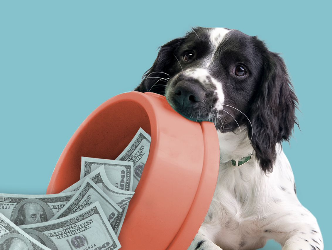 Dog with a food bowl filled with money.